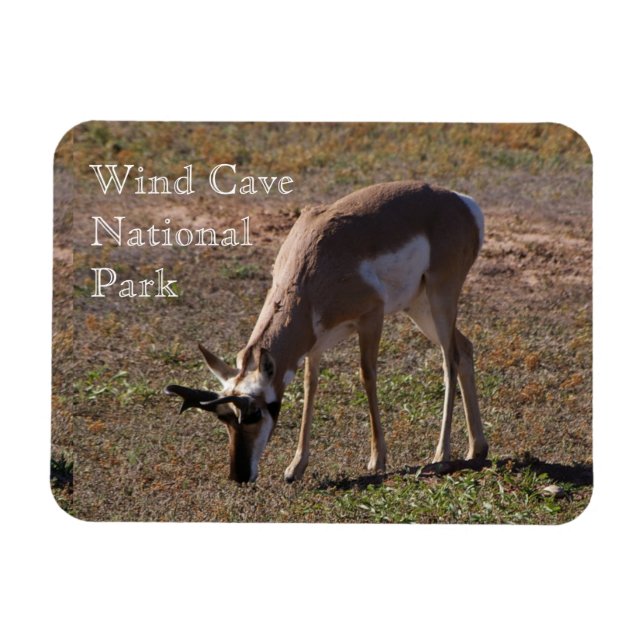 Pronghorn Grazing in Vind Cave National Park SD Magnet (Horisontell)