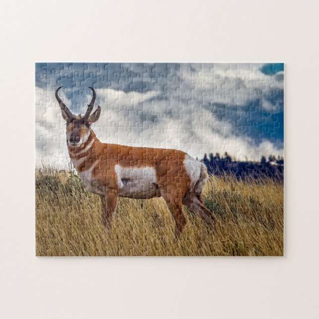 Pronghorn Hjort Wyoming. Pussel (Horisontell)
