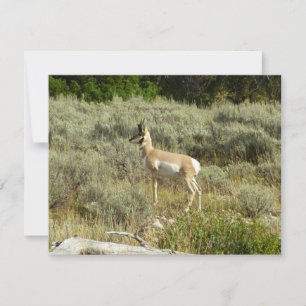 Pronghorn i Grand Teton nationalpark