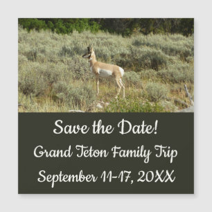 Pronghorn i Grand Teton nationalpark