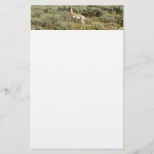Pronghorn i Grand Teton nationalpark Brevpapper