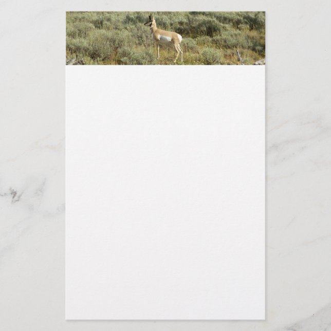 Pronghorn i Grand Teton nationalpark Brevpapper (Framsida)