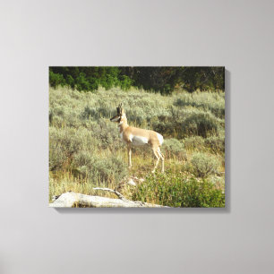 Pronghorn i Grand Teton nationalpark Canvastryck