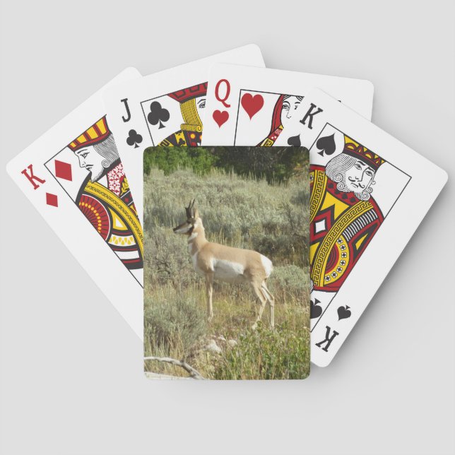 Pronghorn i Grand Teton nationalpark Casinokort (Baksidan)