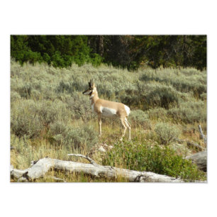 Pronghorn i Grand Teton nationalpark Fototryck