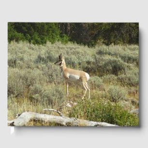 Pronghorn i Grand Teton nationalpark Gästböcker