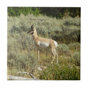 Pronghorn i Grand Teton nationalpark Kakelplatta