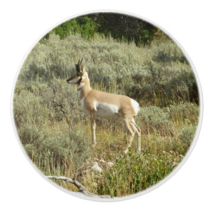 Pronghorn i Grand Teton nationalpark Knopp