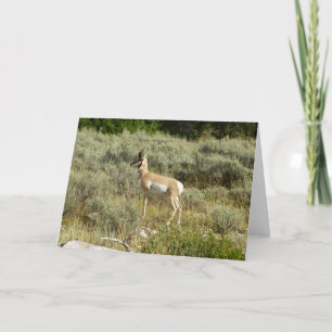 Pronghorn i Grand Teton nationalpark Kort
