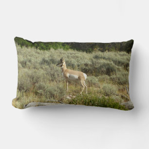 Pronghorn i Grand Teton nationalpark Lumbarkudde