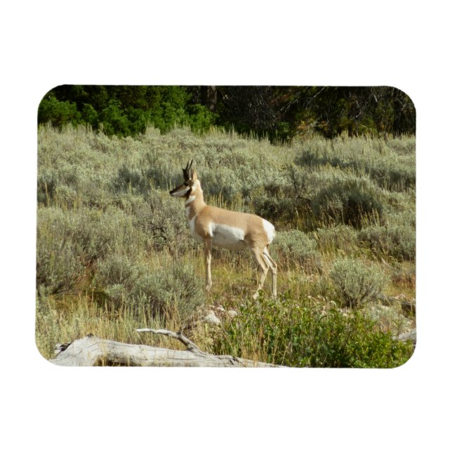 Pronghorn i Grand Teton nationalpark Magnet (Horisontell)