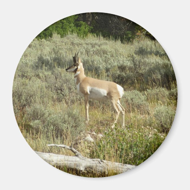 Pronghorn i Grand Teton nationalpark Magnet (Framsidan)