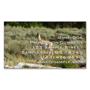 Pronghorn i Grand Teton nationalpark Magnetiska Visitkort