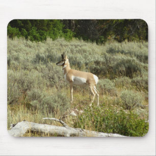 Pronghorn i Grand Teton nationalpark Musmatta