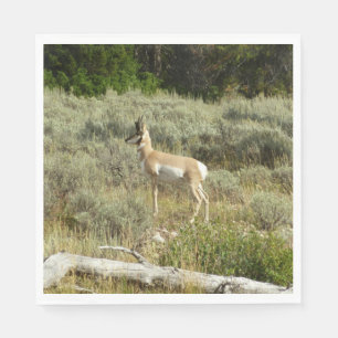 Pronghorn i Grand Teton nationalpark Pappersservett