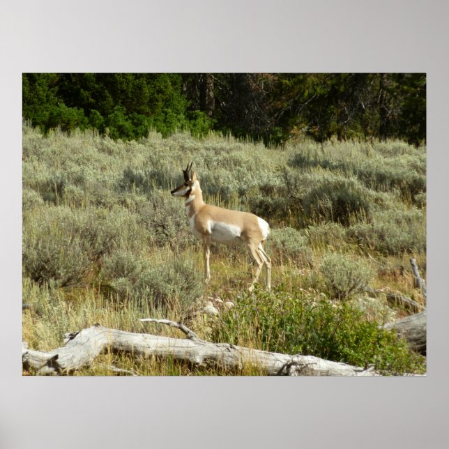 Pronghorn i Grand Teton nationalpark Poster (Framsidan)