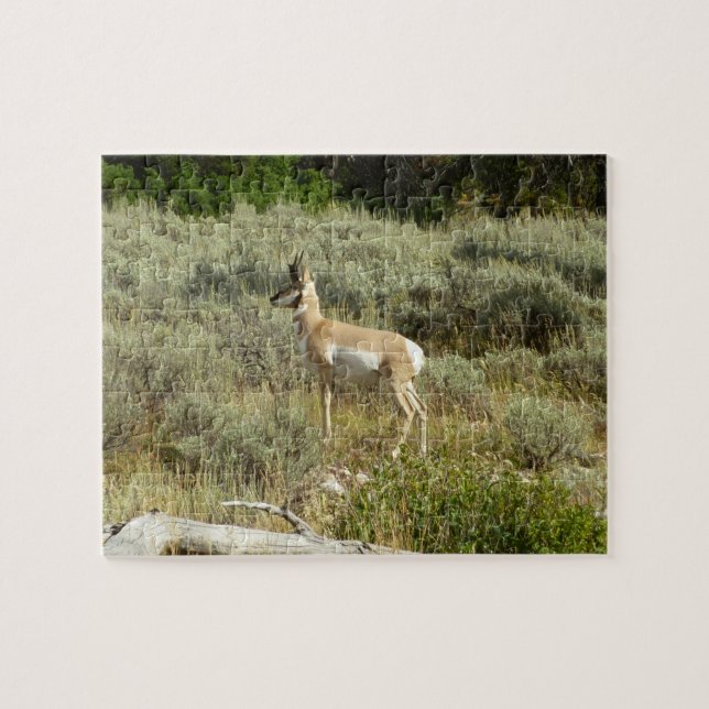 Pronghorn i Grand Teton nationalpark Pussel (Horisontell)