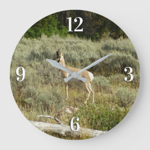 Pronghorn i Grand Teton nationalpark Stor Klocka