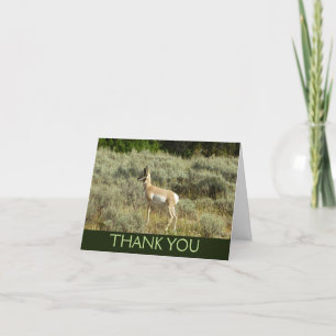 Pronghorn i Grand Teton nationalpark Tack Kort