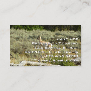 Pronghorn i Grand Teton nationalpark Visitkort