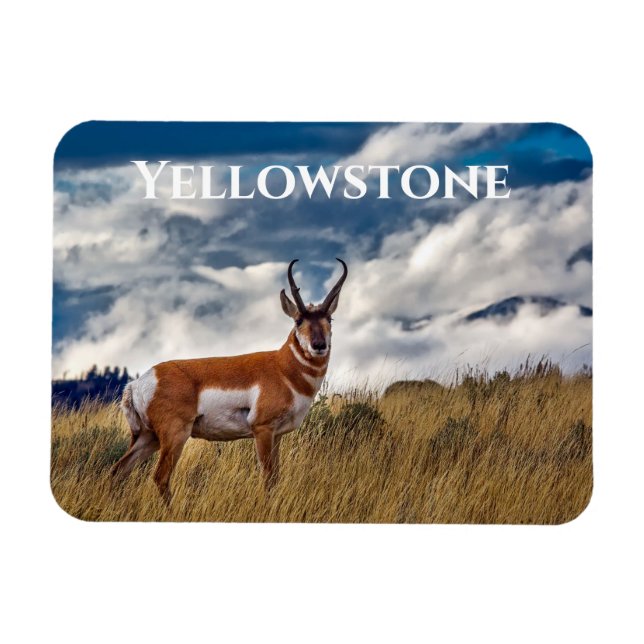 Pronghorn i Meadow, Yellowstone NP Magnet (Horisontell)