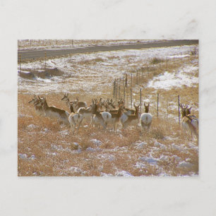 Pronghorn Mobster Vykort