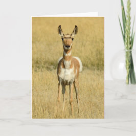 Pronghorn Notecard Kort