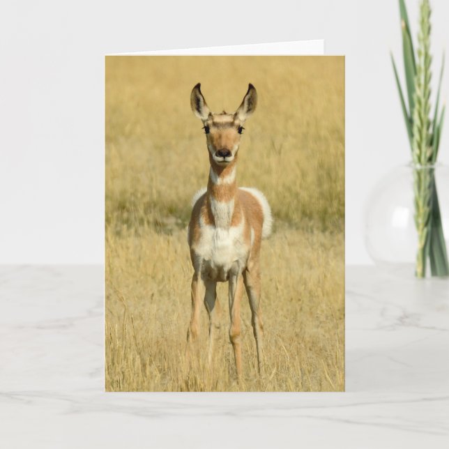 Pronghorn Notecard Kort (Framsida)