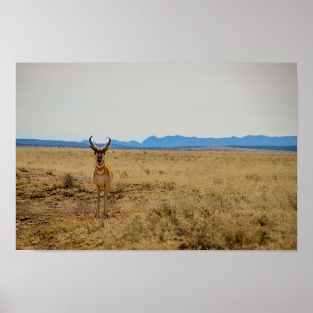 Pronghorn Poster (Framsidan)