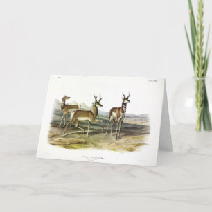 Pronghorn (Prong-horned Antelope) av Audubon Kort