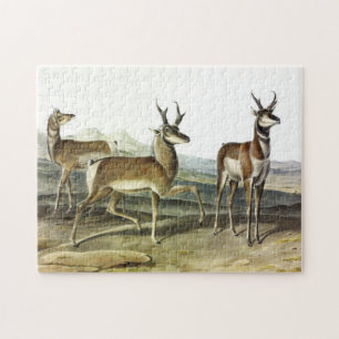 Pronghorn (Prong-horned Antelope) av Audubon Pussel