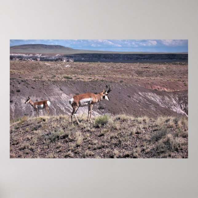Pronghorn Sheep Poster (Framsidan)