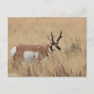 Pronghorn Vykort