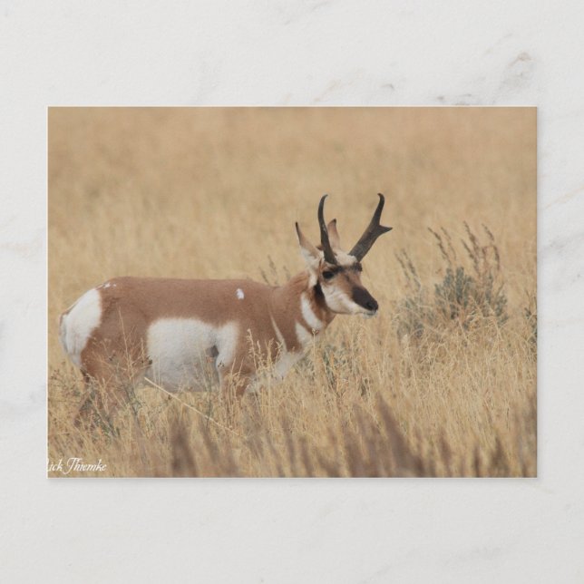 Pronghorn Vykort (Framsida)