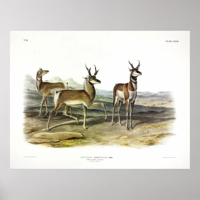 Pronghorned Antelope (Pronghorn) av Audubon Poster (Framsidan)