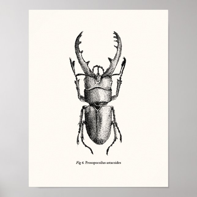 Prosopocoilus astacoides - gigantisk stag beetle poster (Framsidan)