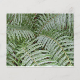 Prospectus Fougère verte Flygblad