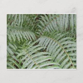 Prospectus Fougère verte Flygblad