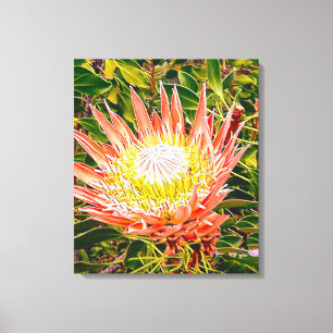 Protea Australian blomsterfotografi Canvastryck