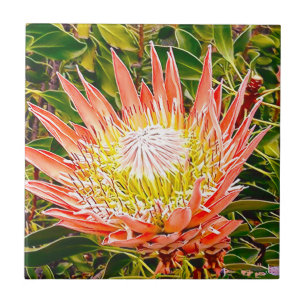 Protea Australian blomsterfotografi Kakelplatta