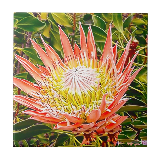 Protea Australian blomsterfotografi Kakelplatta (Framsidan)