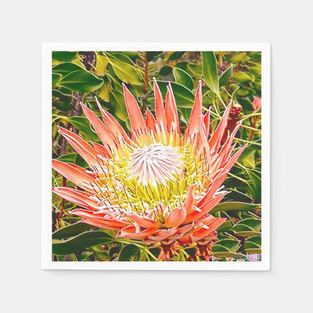 Protea Australian blomsterfotografi Pappersservett (Framsidan)