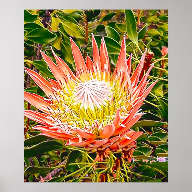 Protea Australian blomsterfotografi Poster (Framsidan)