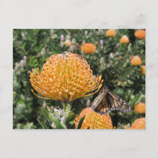 Protea Bee & Butterfly Vykort