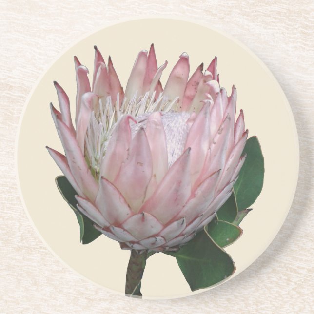 Protea Blomma Glass Underlägg (Framsidan)