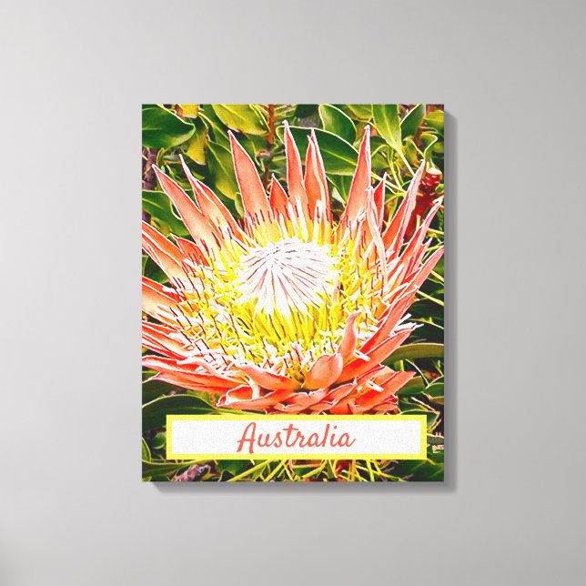 Protea-blommans australiska resetryck canvastryck (Framsida)