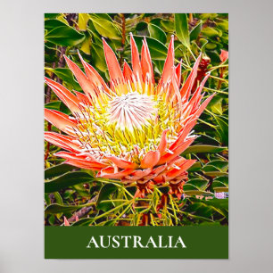 Protea-blommans australiska resetryck poster