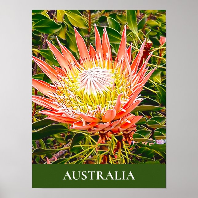 Protea-blommans australiska resetryck poster (Framsidan)
