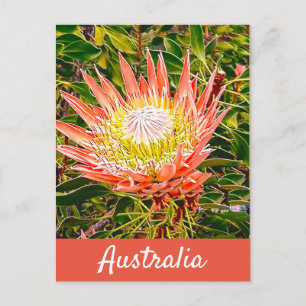 Protea-blommans australiska resetryck vykort