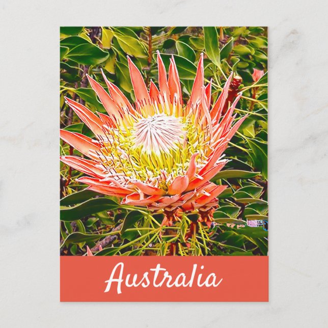 Protea-blommans australiska resetryck vykort (Framsida)